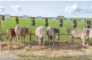 Armin Suter Filia 73